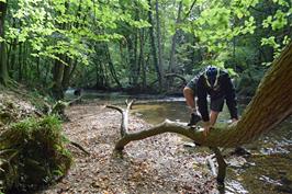 Fabulous woodland scenery in Woodleigh Wood by the river Avon