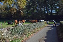 A tranquil scene near Tornewton, between Broadhempston and Denbury