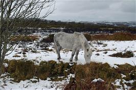 Moorland wildlife near Venford