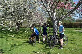 Cherry blossoms near Kersbrook, Budleigh Salterton