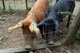 Pigs on the path from Chalk Ford to Scoriton