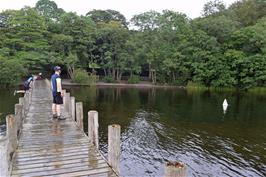 A swan entertains us near Rigg  Wood