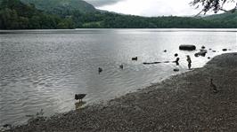 Ducks on Grasmere