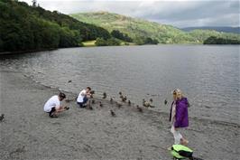 Feeding the Grasmere ducks