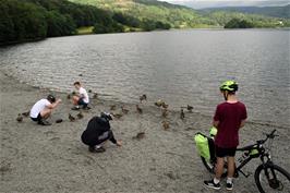 Tao films the Grasmere ducks in 4K