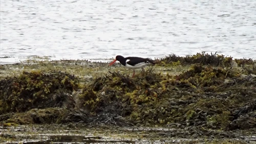 22 Jul 2018 · Scotland: Day 4: Mallaig to Plockton B&B