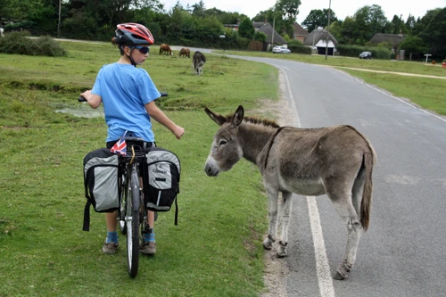 20 Aug 2014 · New Forest and Salisbury: Day 2 Burley to Salisbury