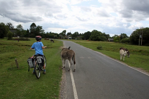 20 Aug 2014 · New Forest and Salisbury: Day 2 Burley to Salisbury