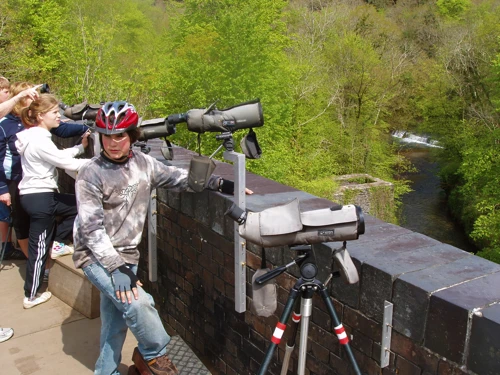 The Peregrine Falcon protection group on the first viaduct