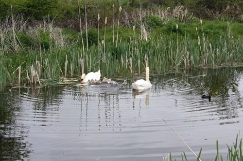 26 Apr 2015 · The Grand Western Canal, Tiverton