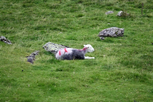 11 Aug 2015 · Lake District: Day 4 Buttermere to Thorney How Independent Hostel