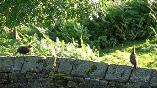 15 Aug 2016 · Yorkshire Dales & North York Moors: Day 5: Grinton Lodge to Osmotherley YH