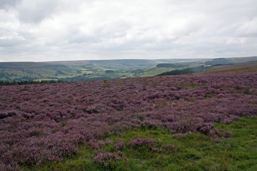 17 Aug 2016 · Yorkshire Dales & North York Moors: Day 7: Helmsley to Whitby YH